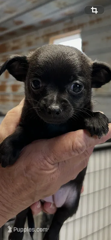 Reba – Chihuahua puppy for sale in Hattieville, AR