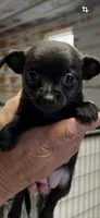 Reba, a female Chihuahua for sale in Hattieville, AR – 1 of 8