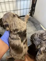 Randy, a male Cocker Spaniel for sale in Hattieville, AR – 2 of 8