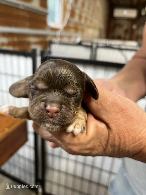 Sandy – Cocker Spaniel puppy for sale in Hattieville, AR