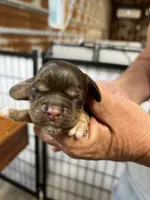 Sandy, a female Cocker Spaniel for sale in Hattieville, AR – 1 of 3