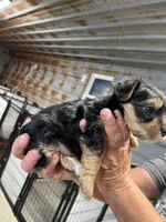 Gus, a male Yorkshire Terrier for sale in Hattieville, AR – 2 of 6