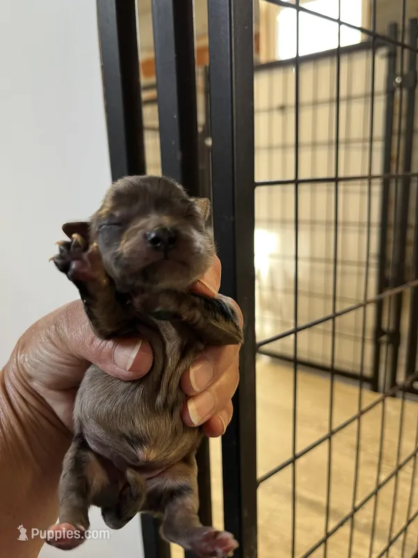 Dolly – Chihuahua puppy on hold in Hattieville, AR