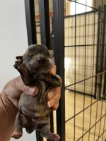 Dolly, a female Chihuahua for sale in Hattieville, AR – Photo 1 of 3