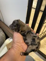 Dolly, a female Chihuahua for sale in Hattieville, AR – Photo 2 of 3