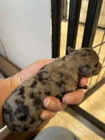 Dolly, a female Chihuahua for sale in Hattieville, AR – Photo 3 of 3