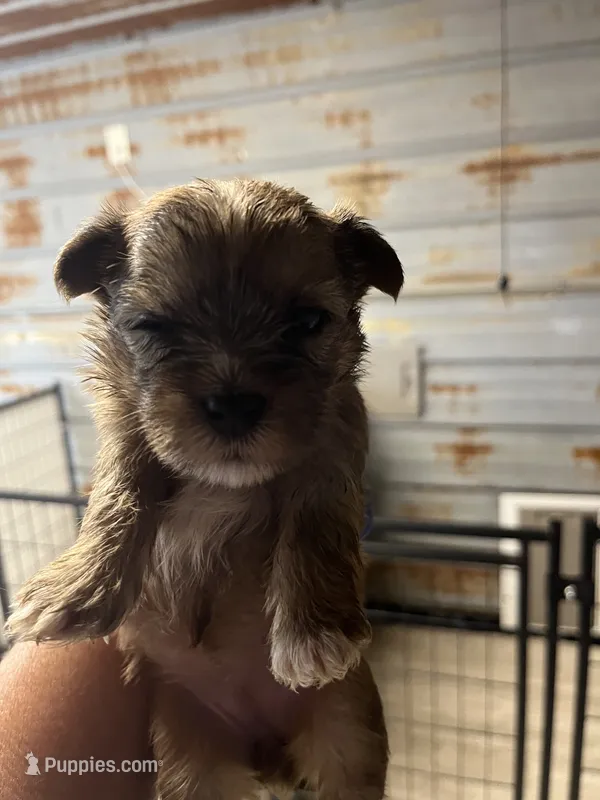 Betty – Yorkshire Terrier puppy for sale in Hattieville, AR