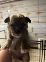 Betty, a female Yorkshire Terrier for sale in Hattieville, AR – 3 of 7