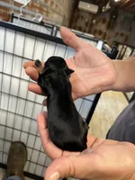 Bobby, a male Chorkie for sale in Hattieville, AR – 2 of 2