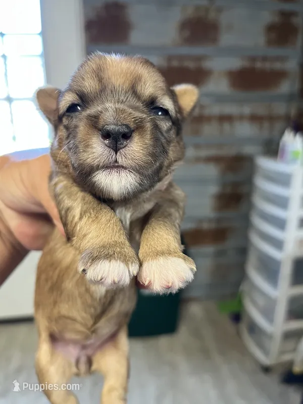 Betty – Yorkshire Terrier puppy for sale in Hattieville, AR