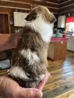 Larry, a male Shorkie for sale in Hattieville, AR – 5 of 8