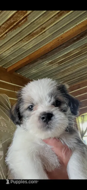 Mo – Shorkie puppy for sale in Hattieville, AR
