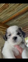 Mo, a male Shorkie for sale in Hattieville, AR – 1 of 5