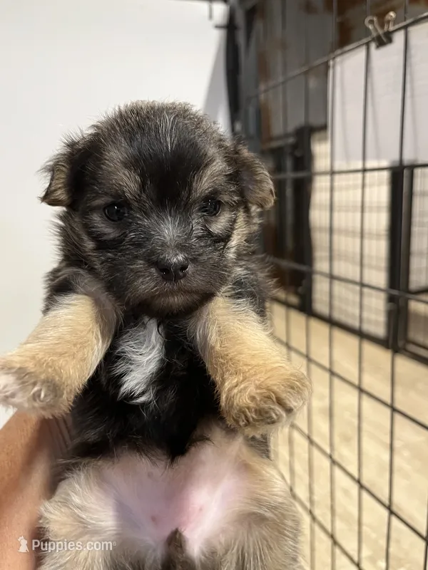 Mitsy – Yorkipoo, Maltese puppy for sale in Hattieville, AR