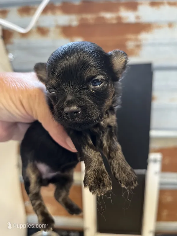 Fancy – Chorkie puppy for sale in Hattieville, AR
