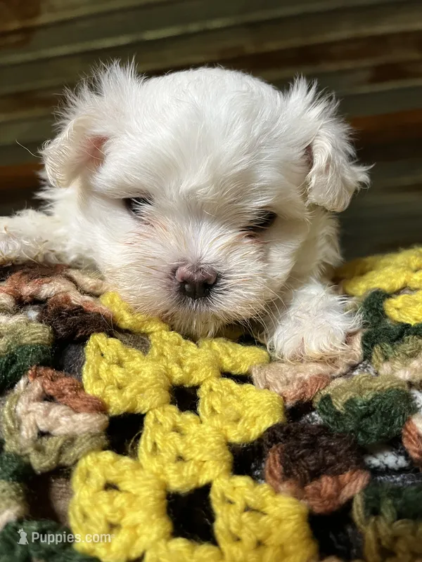 Josh – Maltese puppy for sale in Hattieville, AR