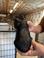 Vanna, a female Cavalier King Charles Spaniel for sale in Hattieville, AR – 6 of 10