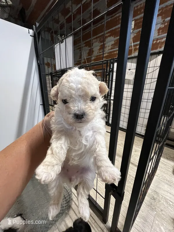 Betsy – Yorkipoo, Maltese puppy for sale in Hattieville, AR