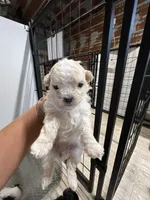 Betsy, a female Yorkipoo and Maltese for sale in Hattieville, AR – 1 of 1