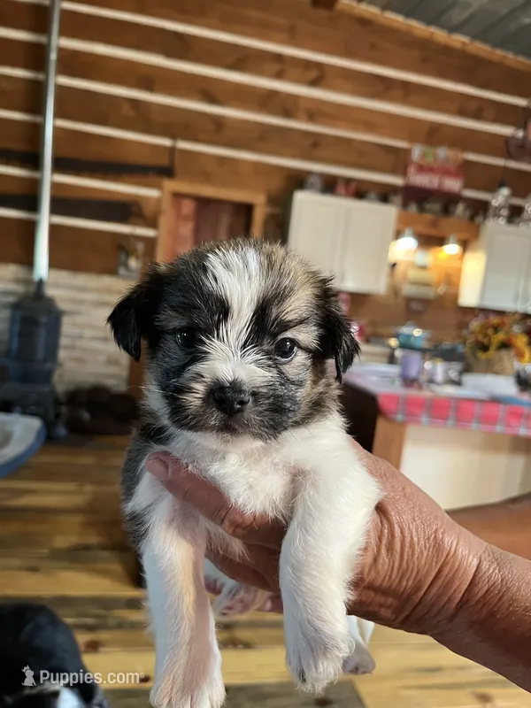 Curly – Shorkie puppy for sale in Hattieville, AR