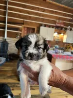 Curly, a male Shorkie for sale in Hattieville, AR – 3 of 10