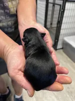 Barney, a male Yorkshire Terrier for sale in Hattieville, AR – 2 of 2