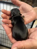 Fancy, a female Chorkie for sale in Hattieville, AR – 2 of 2