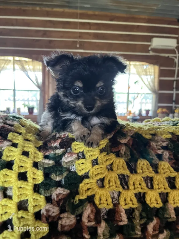 Bobby – Chorkie puppy for sale in Hattieville, AR
