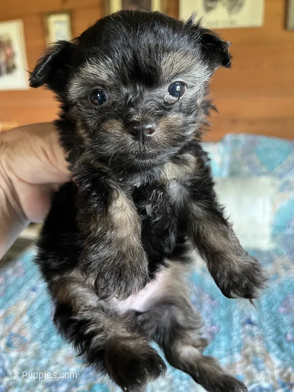 Fancy – Chorkie puppy for sale in Hattieville, AR