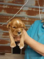 Jake, a male Cavalier King Charles Spaniel for sale in Hattieville, AR – Photo 1 of 6