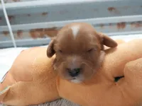 Jake, a male Cavalier King Charles Spaniel for sale in Hattieville, AR – Photo 2 of 6