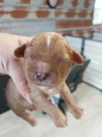 Jake, a male Cavalier King Charles Spaniel for sale in Hattieville, AR – Photo 4 of 6