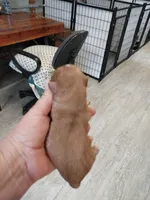 Jake, a male Cavalier King Charles Spaniel for sale in Hattieville, AR – Photo 6 of 6