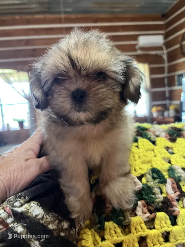 Feona – Shih Tzu puppy for sale in Hattieville, AR