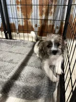 Curly, a male Shorkie for sale in Hattieville, AR – 2 of 9