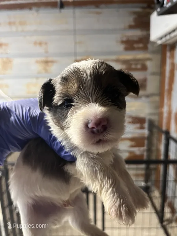 Archie – Yorkshire Terrier puppy for sale in Hattieville, AR