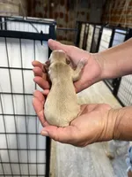 Pete, a male Chorkie for sale in Hattieville, AR – 3 of 3