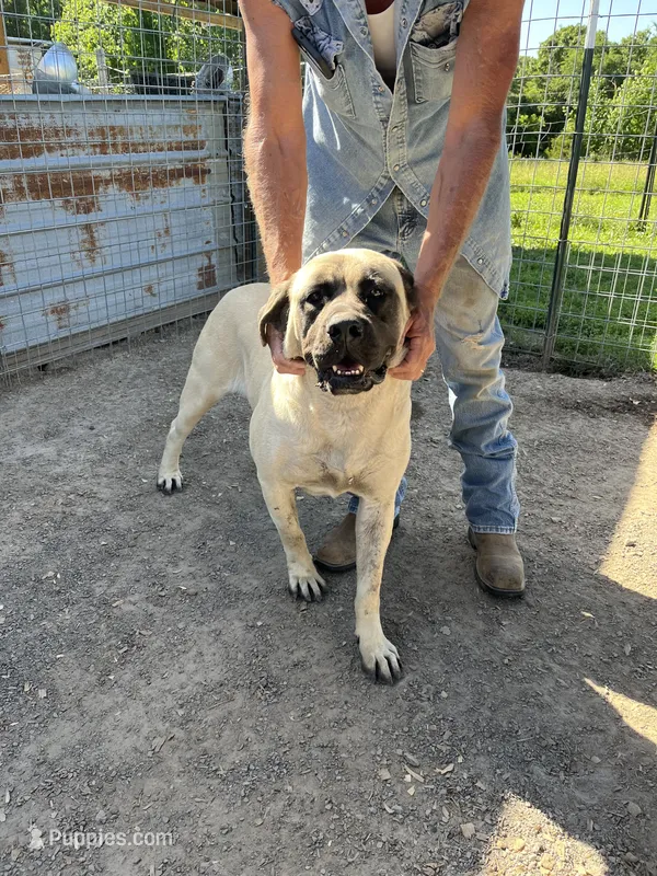 Miss Kitty – English Mastiff puppy for sale in Hattieville, AR