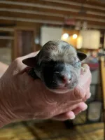 Robby, a male Yorkipoo and Yorkshire Terrier for sale in Hattieville, AR – Photo 2 of 4