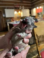 Robby, a male Yorkipoo and Yorkshire Terrier for sale in Hattieville, AR – Photo 3 of 4