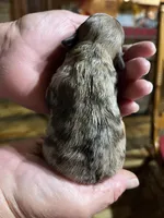 Robby, a male Yorkipoo and Yorkshire Terrier for sale in Hattieville, AR – Photo 4 of 4