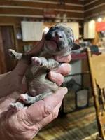 Robby, a male Yorkipoo and Yorkshire Terrier for sale in Hattieville, AR – Photo 1 of 4