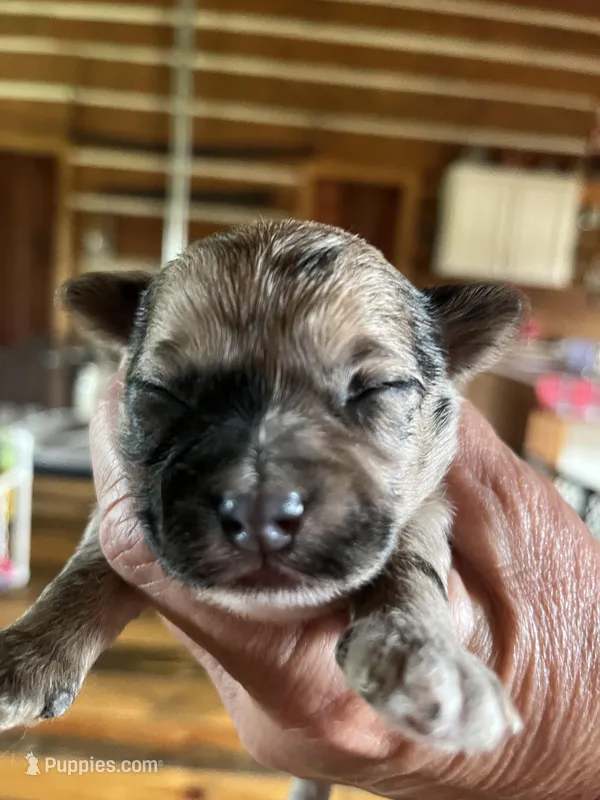 Robby – Yorkipoo, Yorkshire Terrier puppy for sale in Hattieville, AR