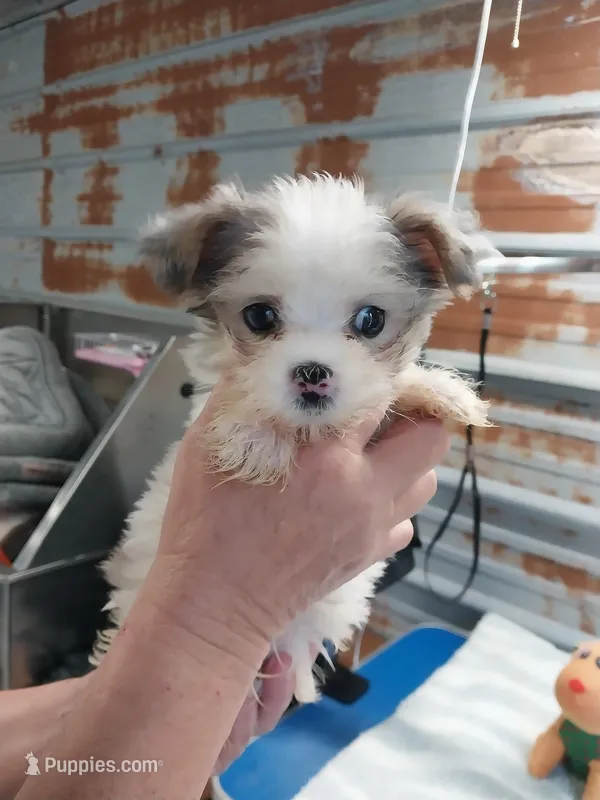 Billy – Yorkshire Terrier puppy for sale in Hattieville, AR