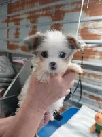 Billy, a male Yorkshire Terrier for sale in Hattieville, AR – Photo 1 of 4