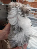 Billy, a male Yorkshire Terrier for sale in Hattieville, AR – Photo 4 of 4