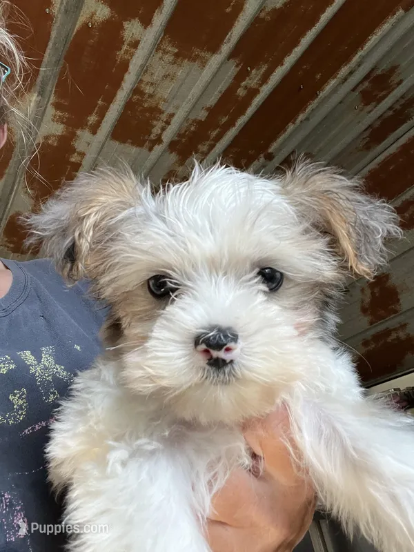 Billy – Yorkshire Terrier puppy for sale in Hattieville, AR