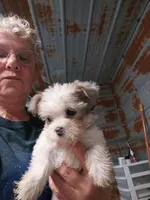 Billy, a male Yorkshire Terrier for sale in Hattieville, AR – Photo 2 of 4