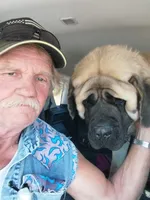 Jethro, a male English Mastiff for sale in Hattieville, AR – 4 of 5