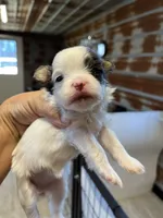 Baby, a female Yorkipoo and Maltese for sale in Hattieville, AR – 3 of 4
